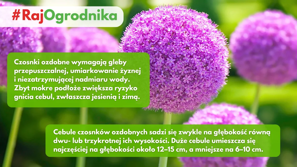 Jakiej gleby wymagają czosnki ozdobne blog sklep rajogrodnika